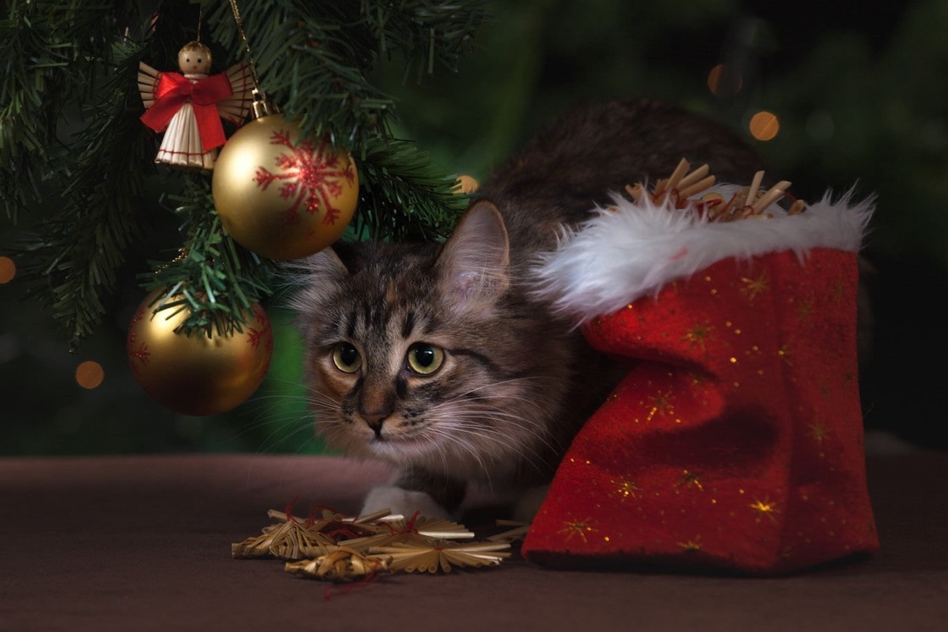 cat sat under Christmas tree