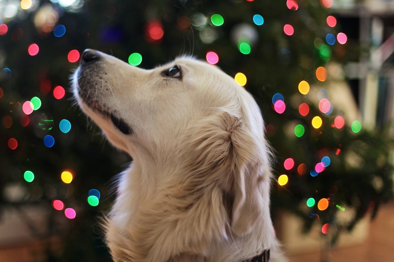 dog sat in front of christmas tree